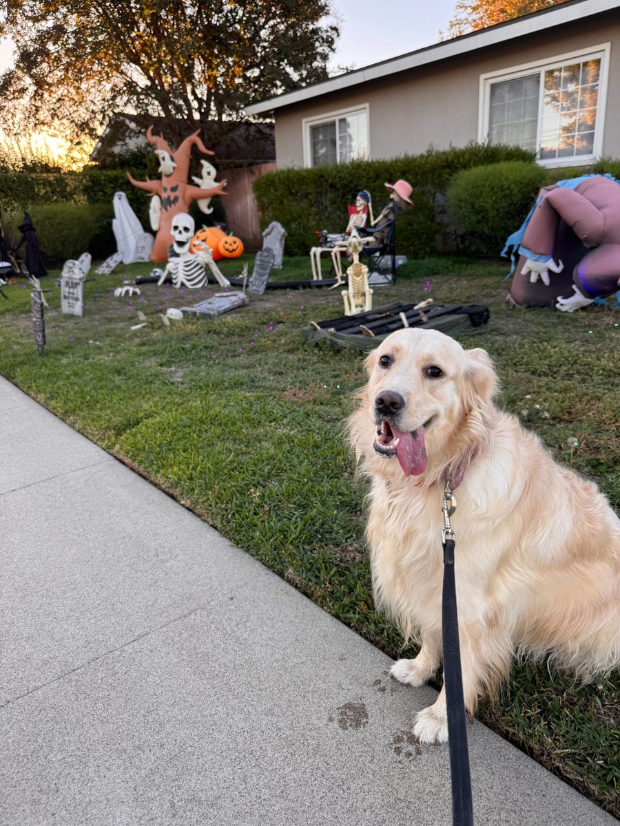 Golden Retriever with Halloween decor