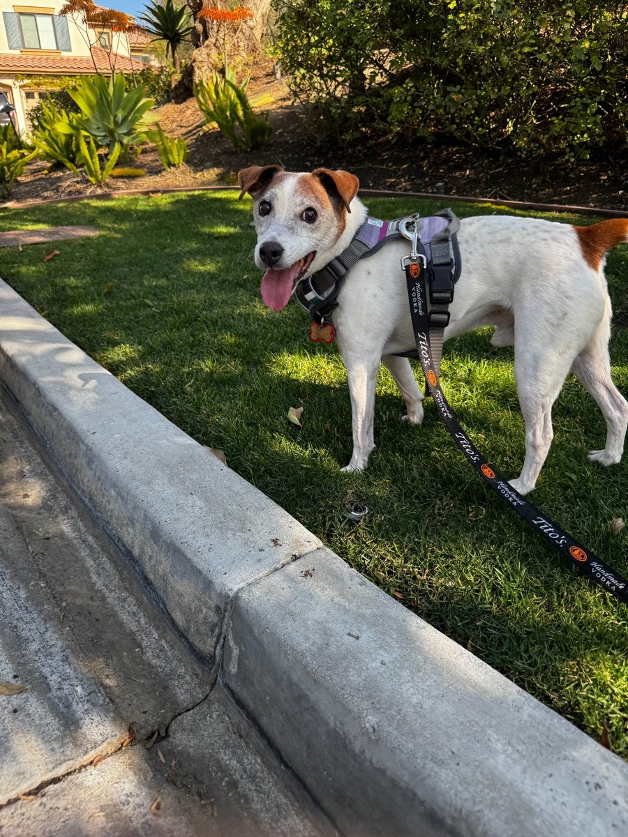 Jack Russell Terrier