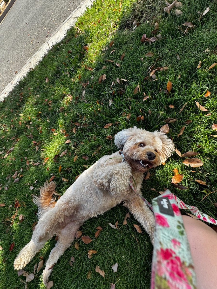 Goldendoodle rolling in grass