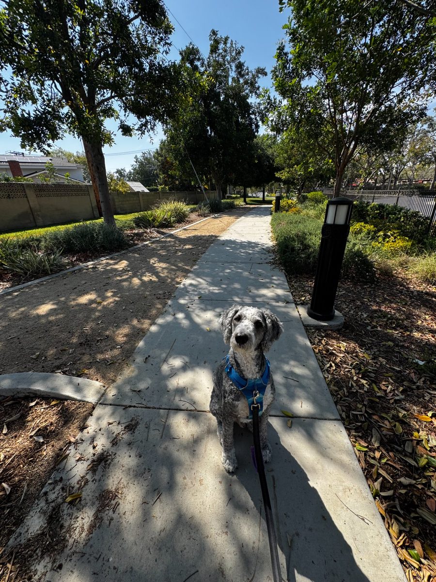 Grey poodle on a path