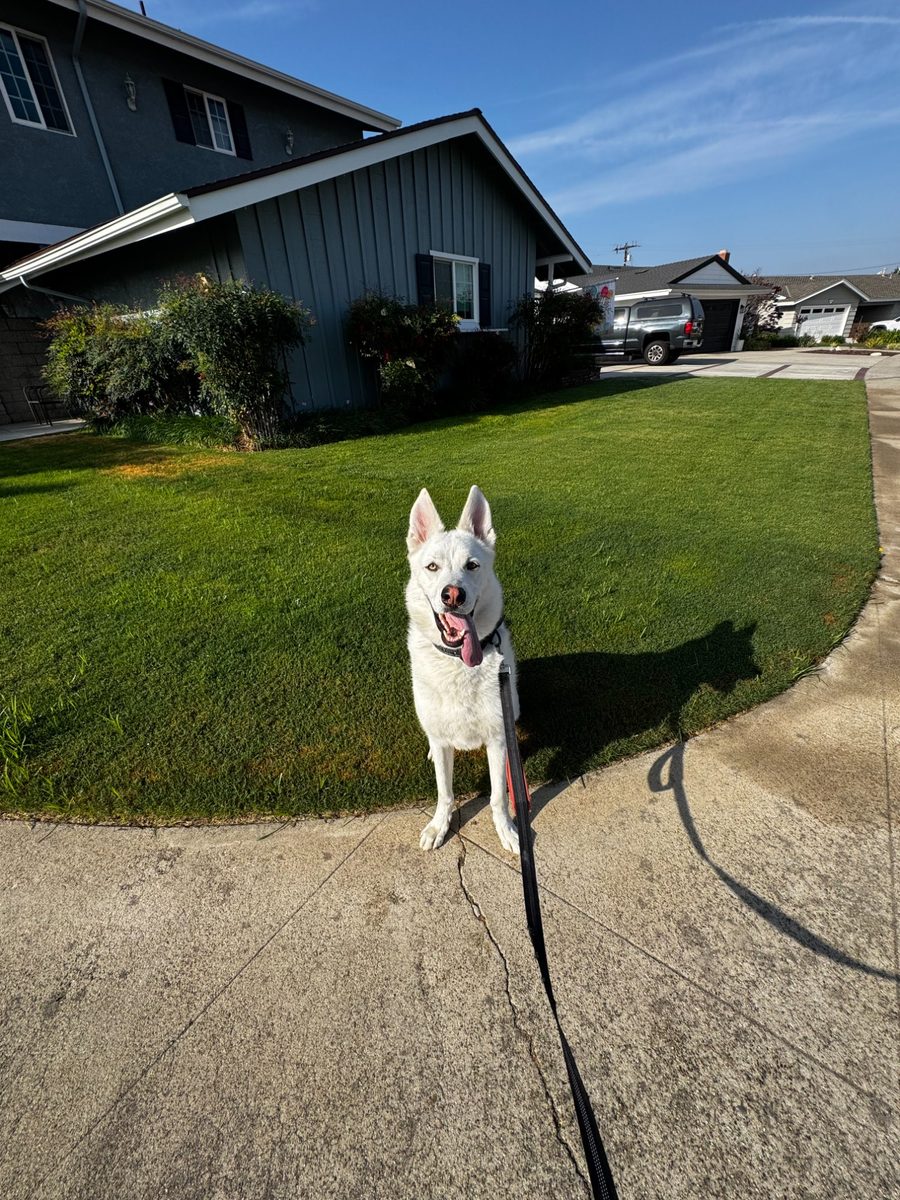 White husky on a walk