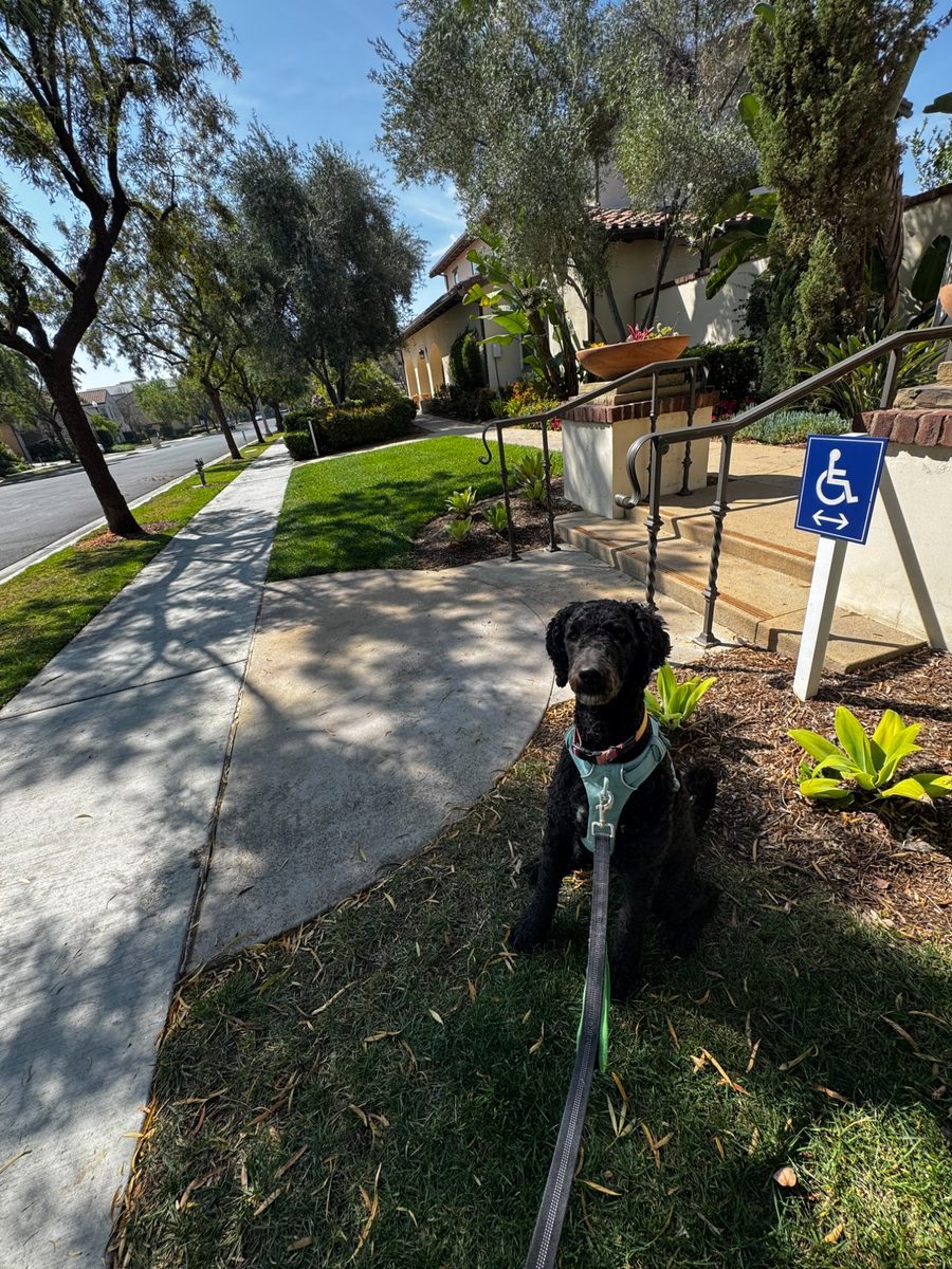 Black poodle on a walk