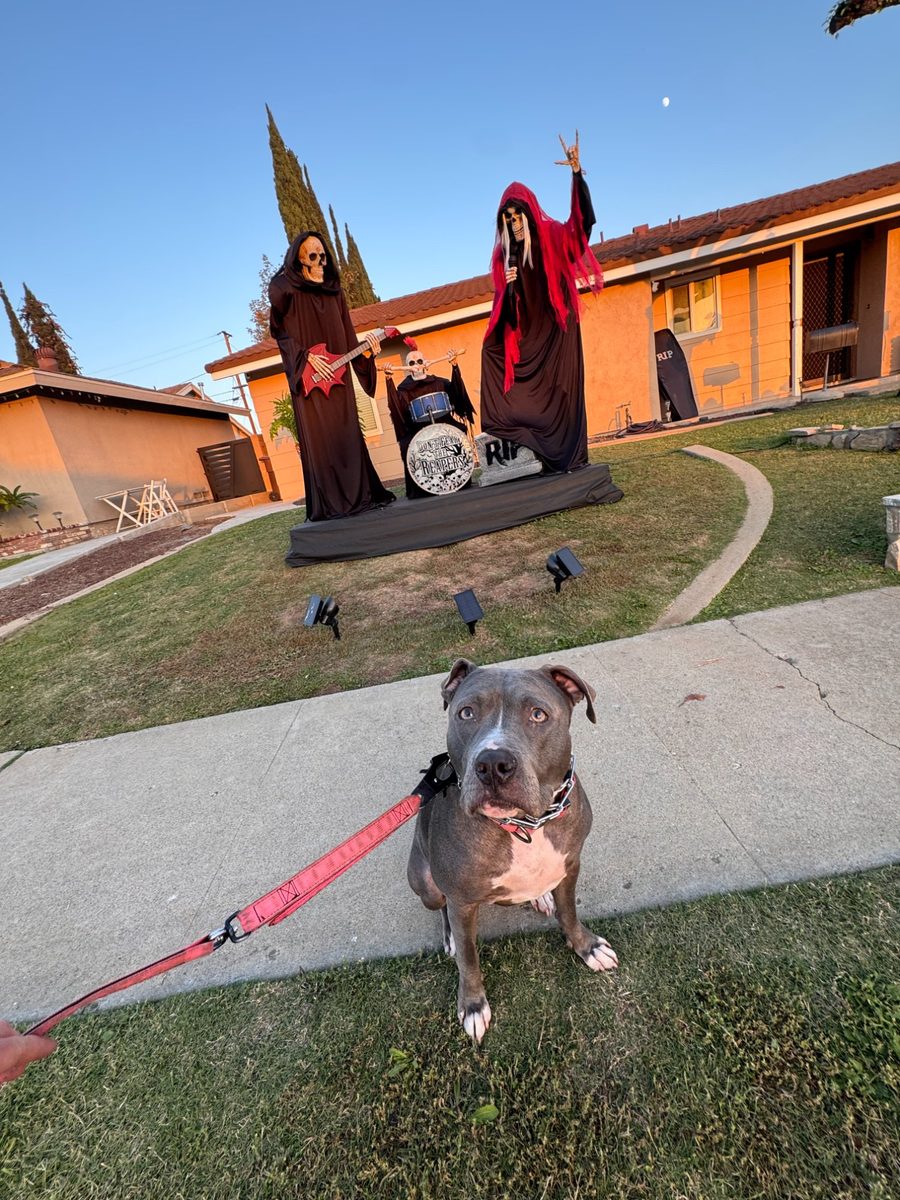 Dog with Halloween skeleton decor