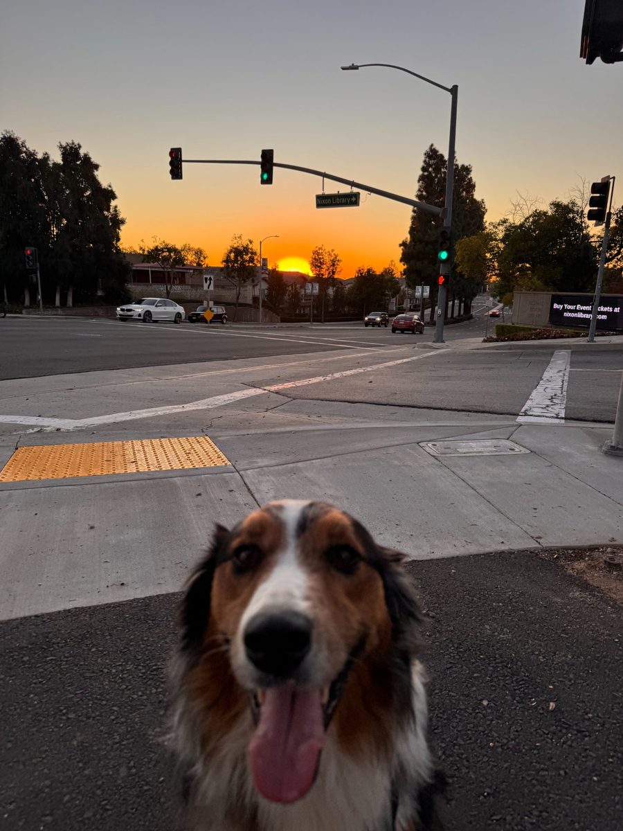 Dog on a walk at sunset