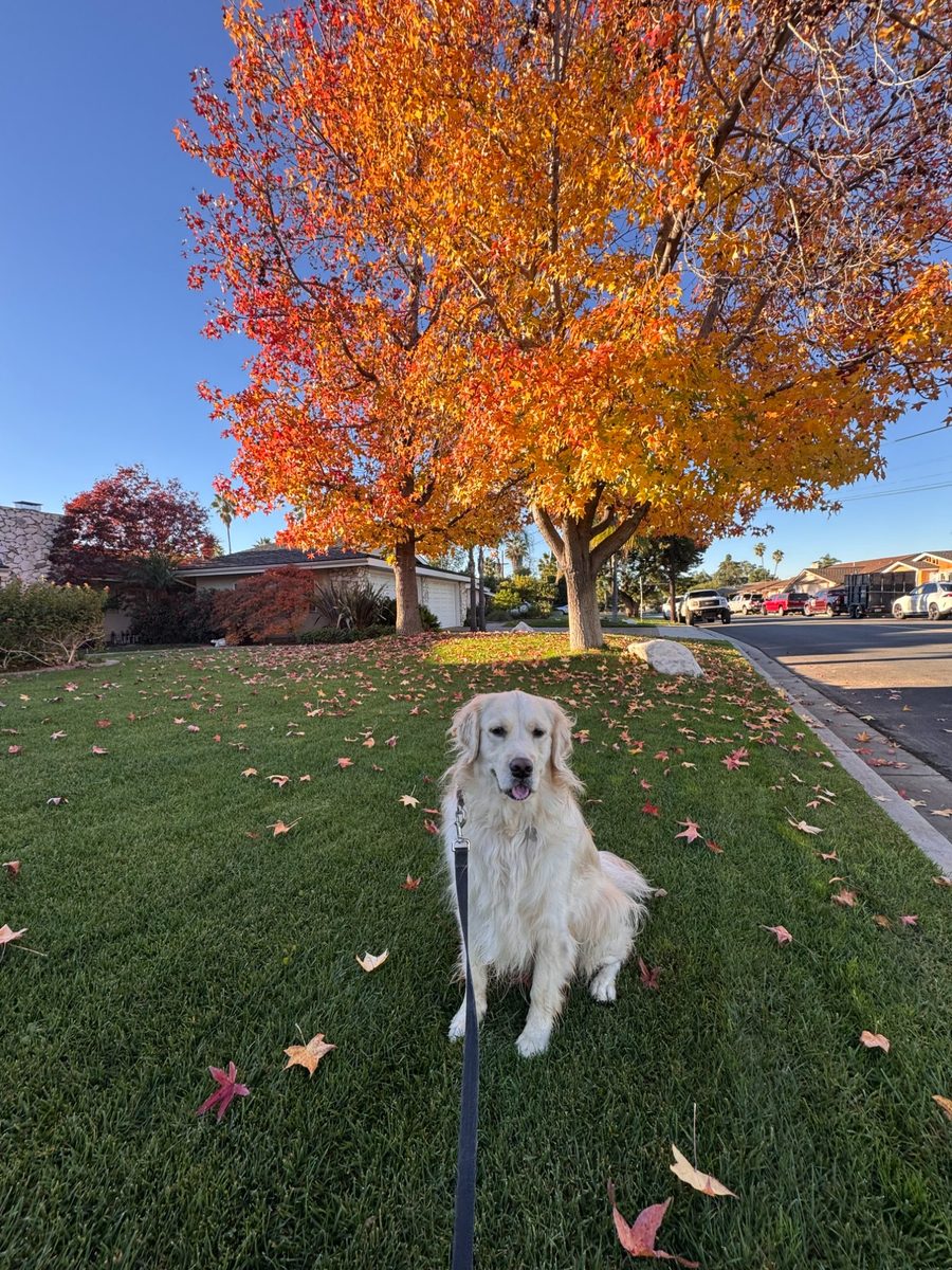 Happy golden retriever on a walk