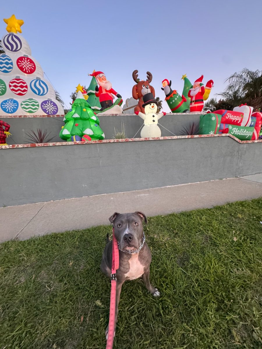 Dog with Christmas inflatables