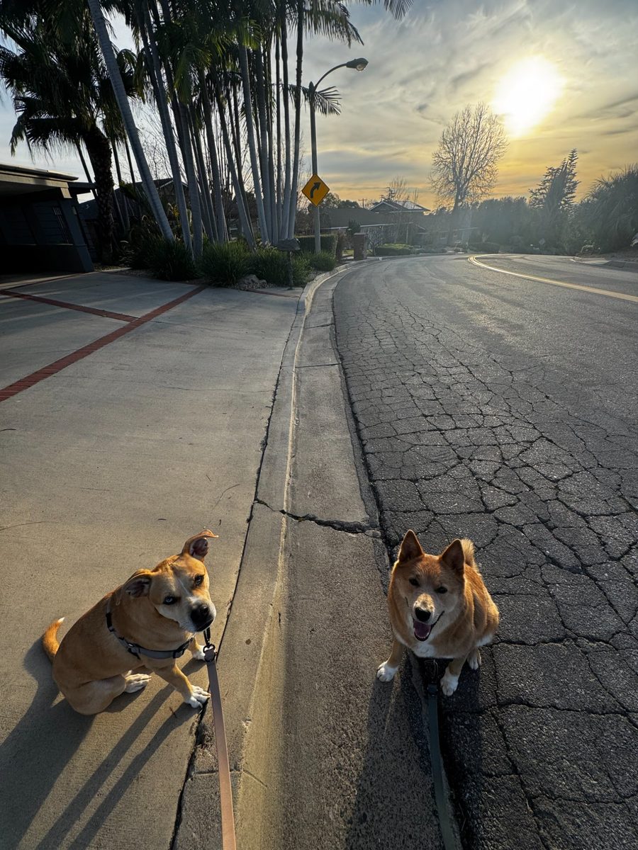 Two dogs at sunrise